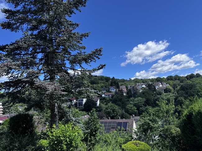 Blick über bewaldete Hänge mit Wohnhäusern in Altenhain, vorn ein hoher Nadelbaum